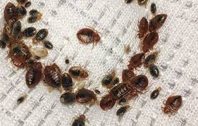 Bed Bug Fumigation